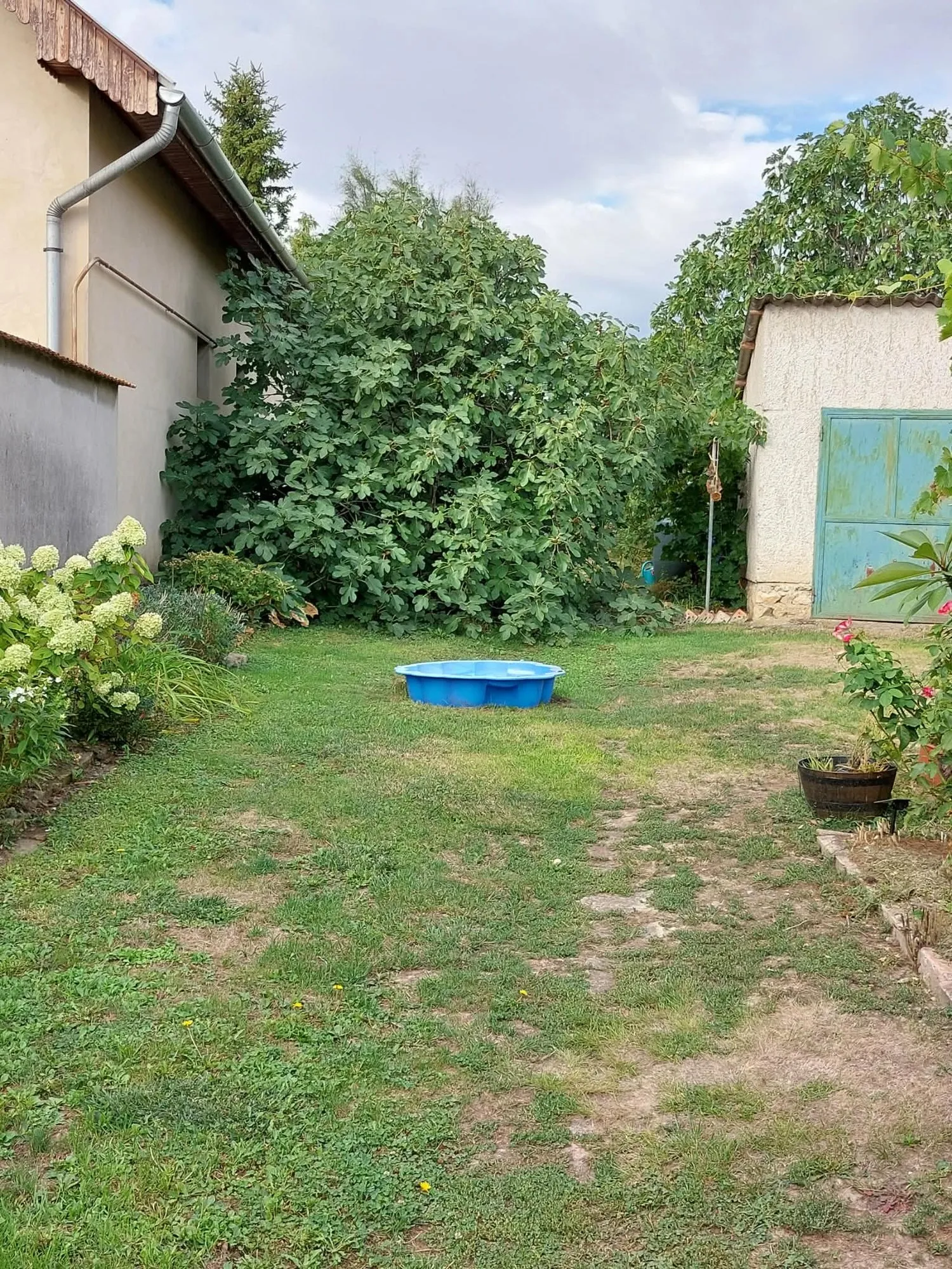 Nagy fügefa a kertben